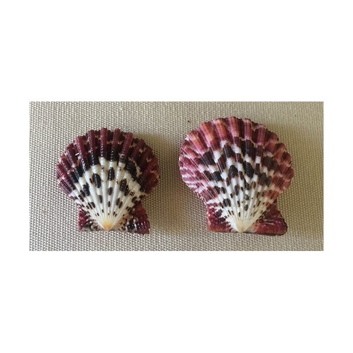 Mini pecten pallium 2/3cm par 50