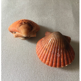 Pecten Circularis 6cm by 3