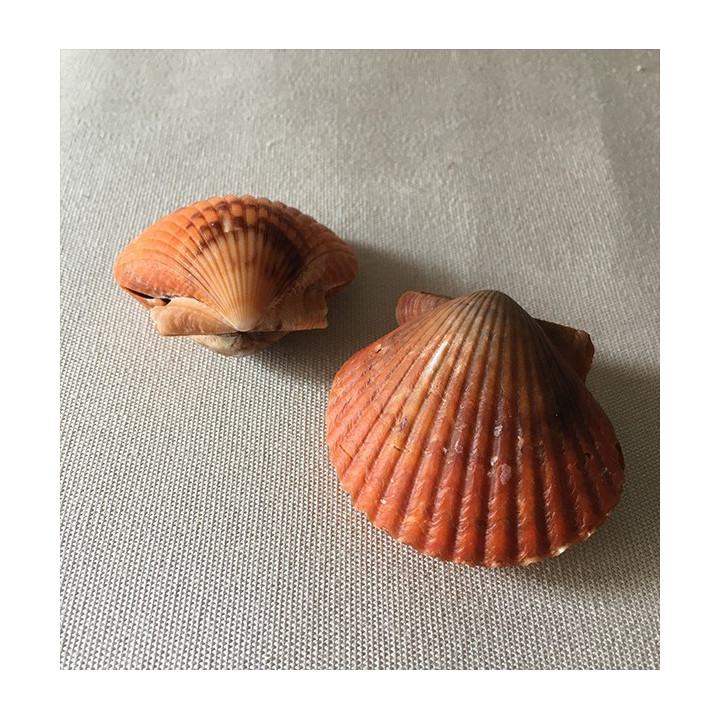 Pecten Circularis 6cm par 3