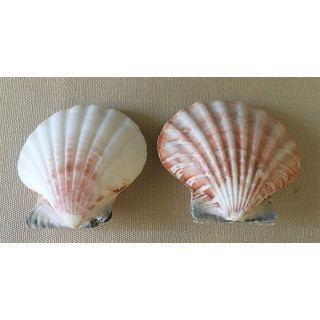 Pecten Vexillum 4/7cm by 20