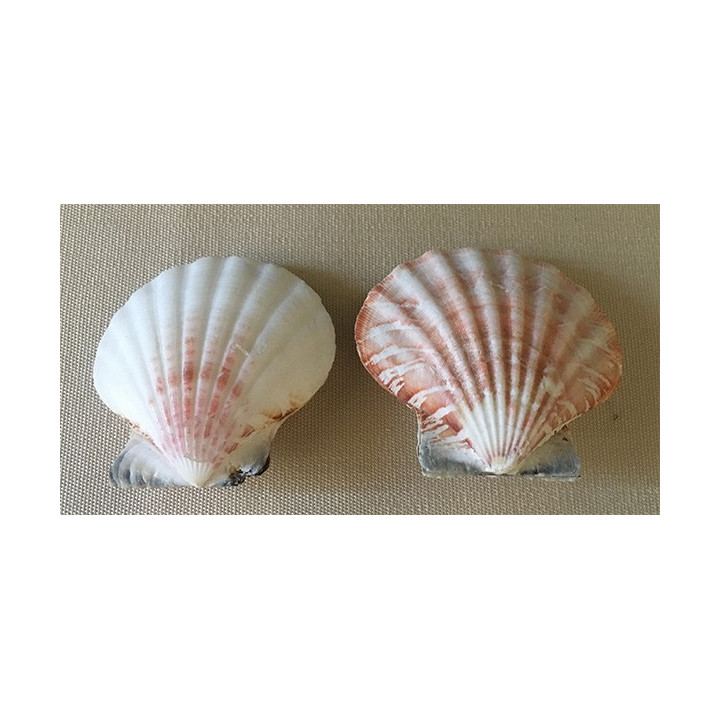 Pecten Vexillum 4/7cm by 20