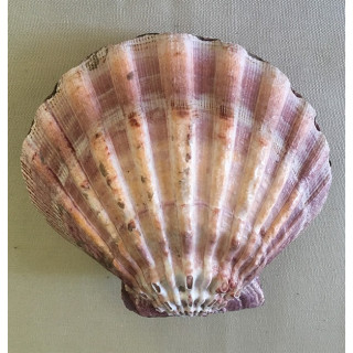 Purple pecten subdonosus (2 valves) 11/13cm by 3