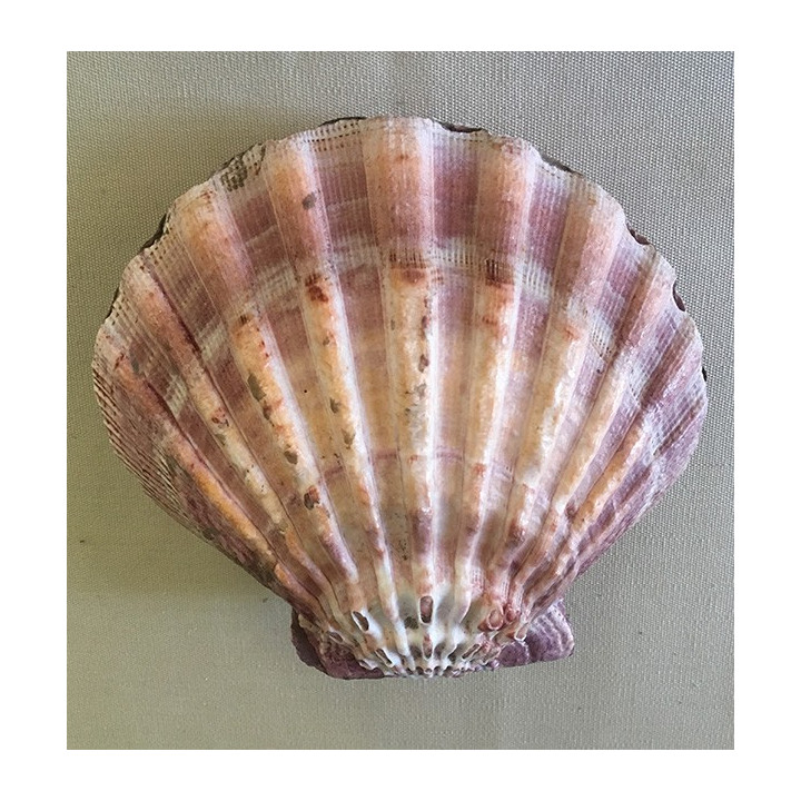 Purple pecten subdonosus (2 valves) 11/13cm by 3