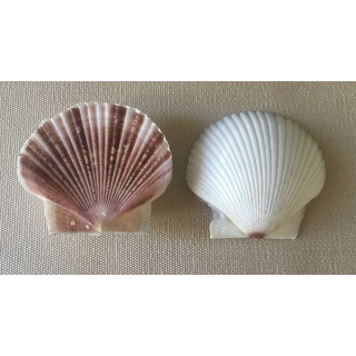 Purple pecten 3.5/4cm by 25
