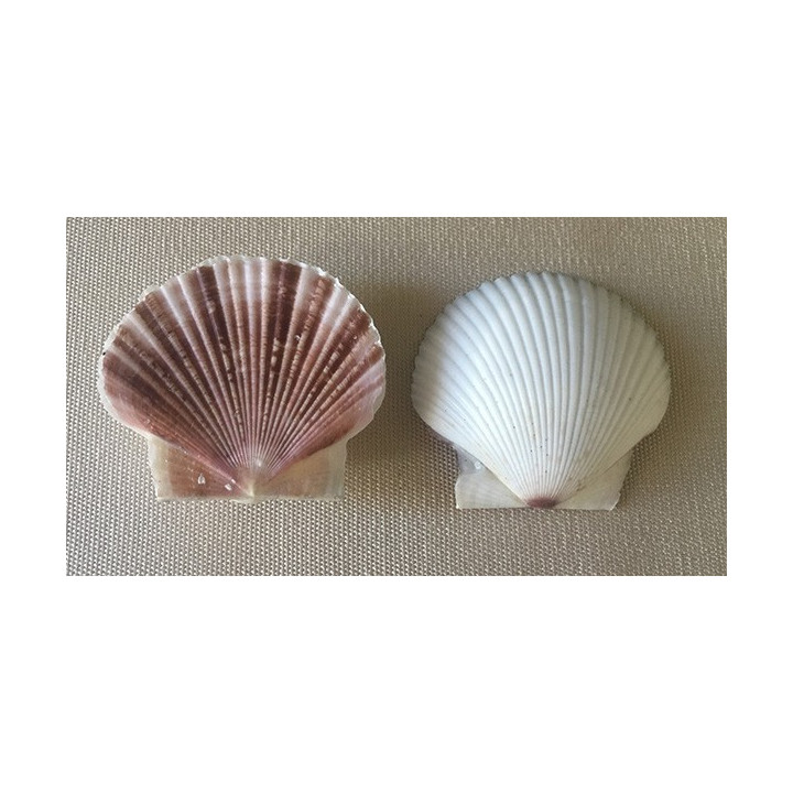 Pecten Violet 3.5/4cm par 25