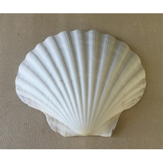 Coquille St Jacques 11/13cm lot de 12