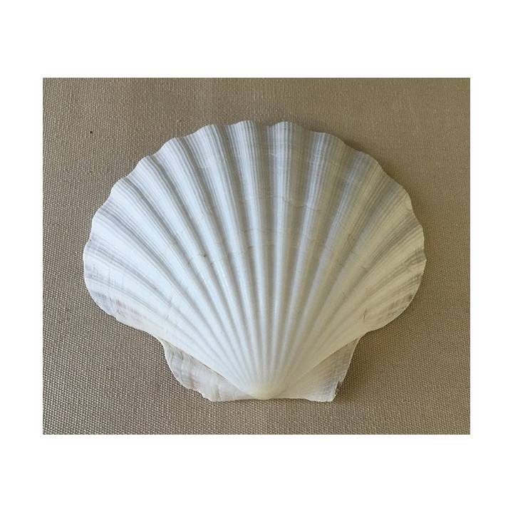 Scallops 11/13cm batch of 12