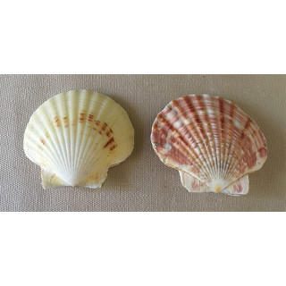 Pecten Macasariensis 4/6cm par 50