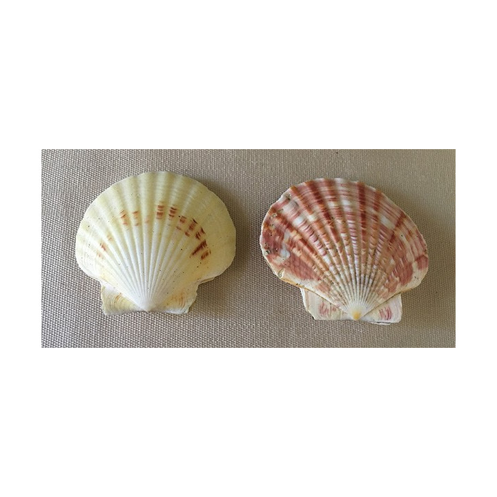 Pecten Macasariensis 4/6cm par 50