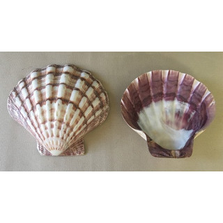 Polished purple pecten subnodosus valve 12/14cm by 12