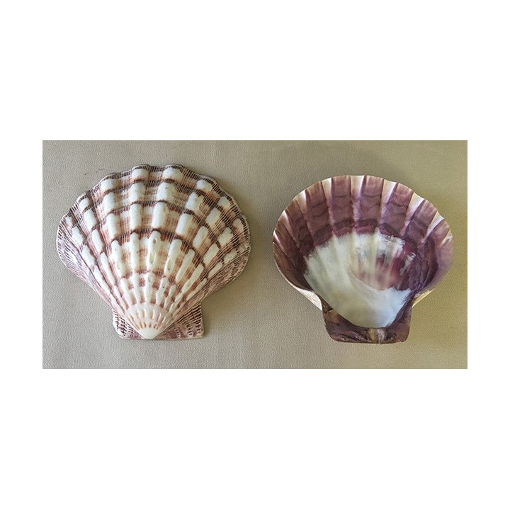 Polished purple pecten subnodosus valve 12/14cm by 12