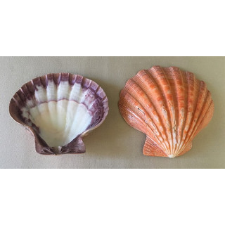 Valve de Pecten Orange polie 11/13cm par 6