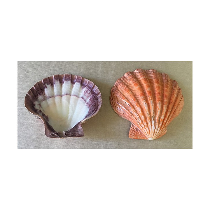 Polished orange pecten subnodosus valve 12/14cm by 12