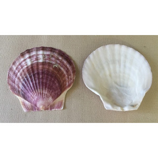 Purple Japanese Pecten Valve 8/9cm by 25