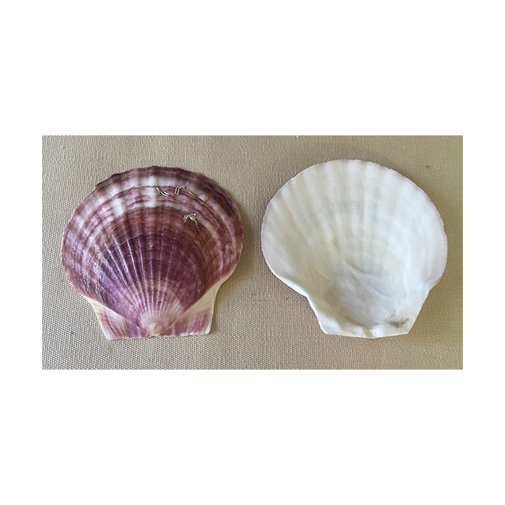 Valve Pecten Japonais Violet 8/9cm par 25