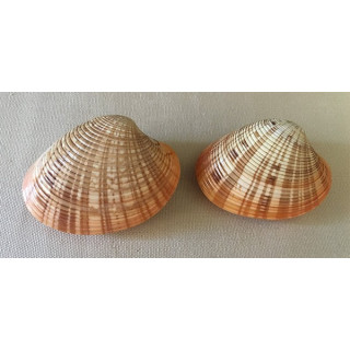 Callista Rosée 5/7cm par 6