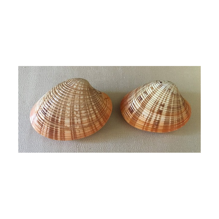 Callista Rosée 5/7cm by 6