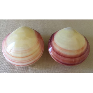 Polished Codakia Tigrina 8/9cm by 12