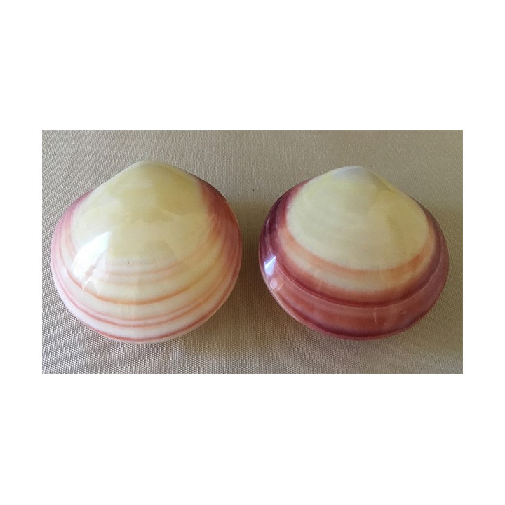 Polished Codakia Tigrina 8/9cm by 12