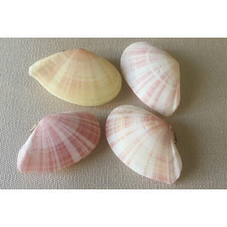 Telline Rose 4/5cm par 50