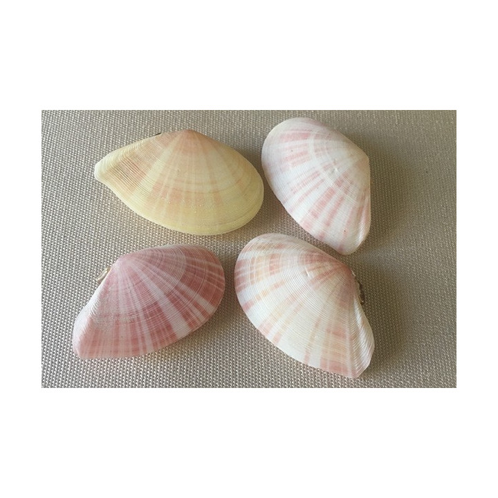 Pink Telline 4/5cm by 50