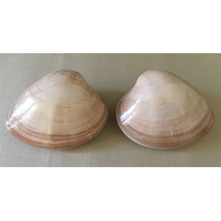 Clam Chocolate en paire 7.5/10cm par 12