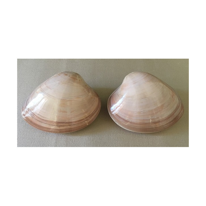 Clam Chocolate en paire 7.5/10cm par 12