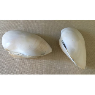 Trimsidos polished 5/7cm by 12