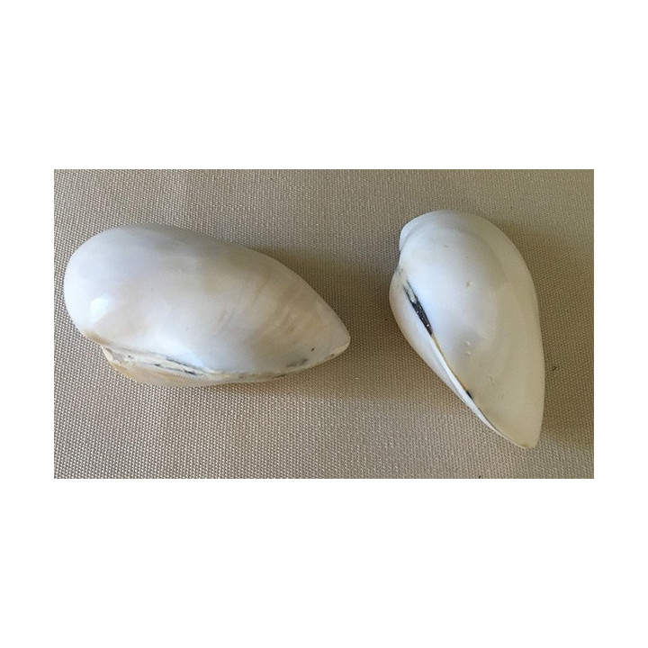 Trimsidos polished 5/7cm by 12