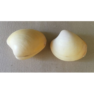 Yellow Bivalve 4/5cm by 25