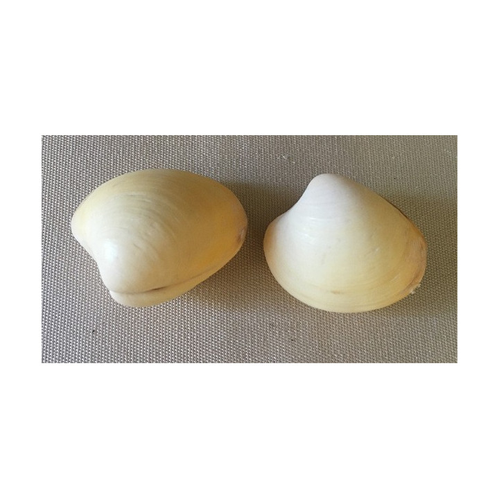 Yellow Bivalve 4/5cm by 25