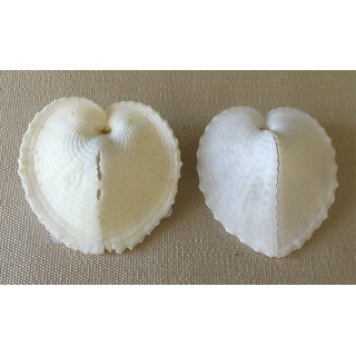 Corlium Cardissa blanc 4/5cm par 12