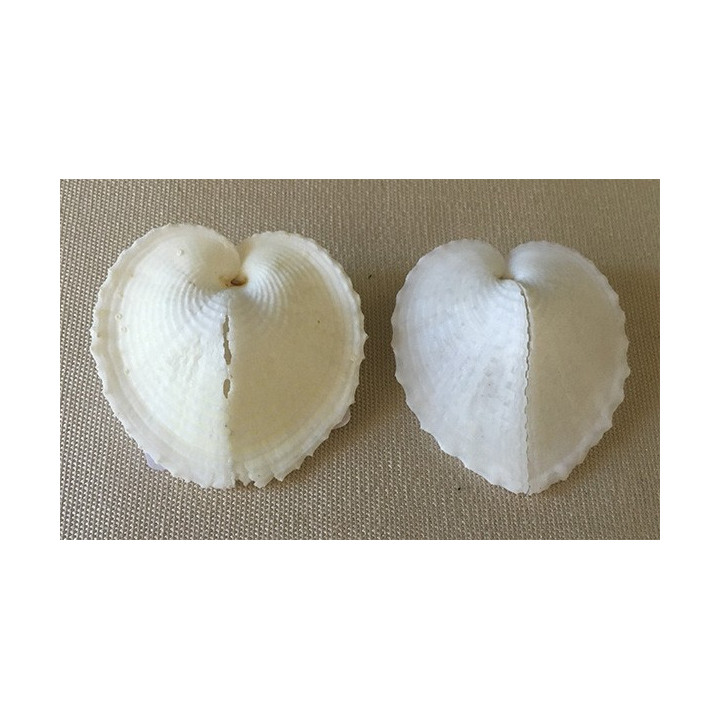 White corlium Cardissa 4/5cm by 12