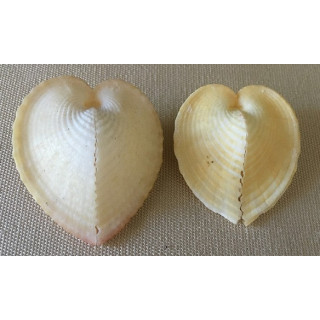 Corcullum Cardissa couleur 4/5cm lot de 12