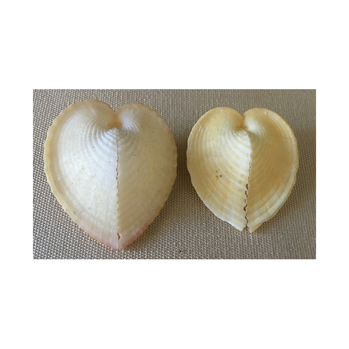 Corcullum Cardissa couleur 4/5cm lot de 12