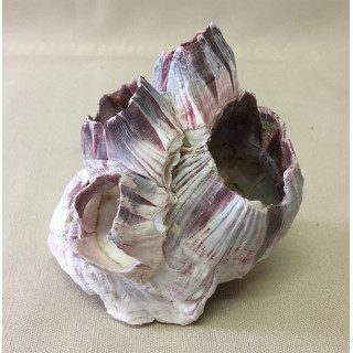 Bloc de Balanes 7/9cm lot de 6