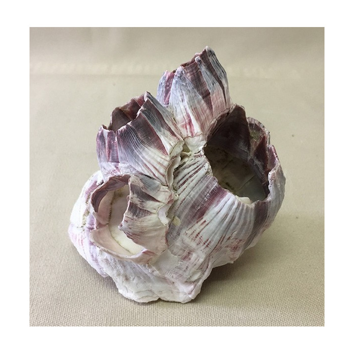 Bloc de Balanes 7/9cm lot de 6