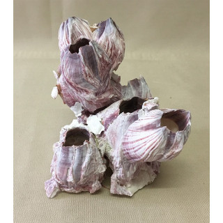 Block of barnacles 14/17cm lot of 3