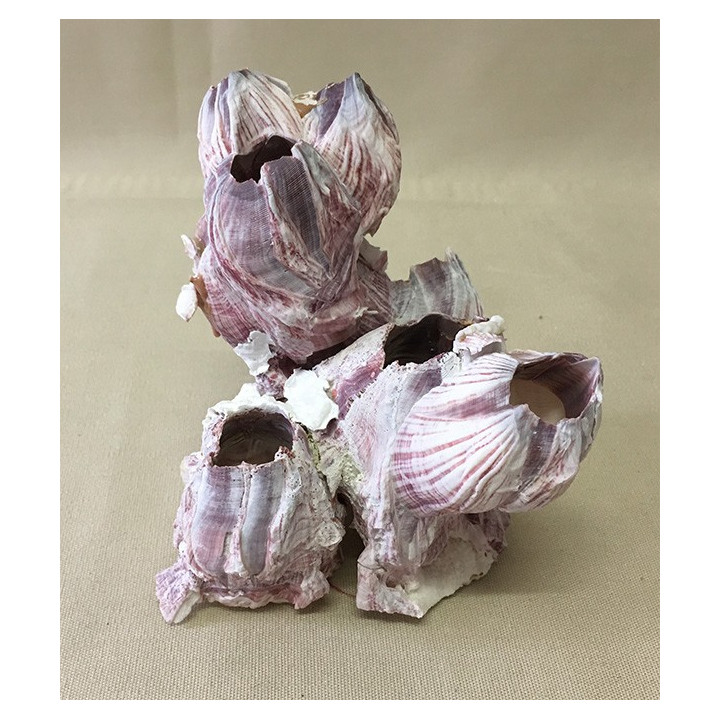 Bloc de balanes 14/17cm lot de 3