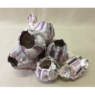 Block of Balanes 18/23cm lot of 3