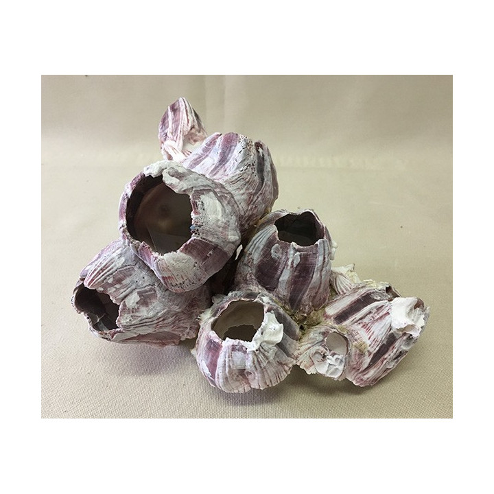 Bloc de Balanes 18/23cm lot de 3