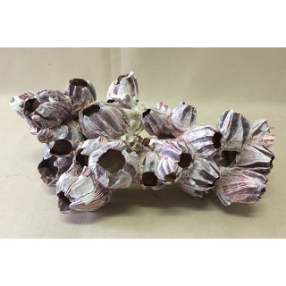 Block of Balanes 25/29cm lot of 1