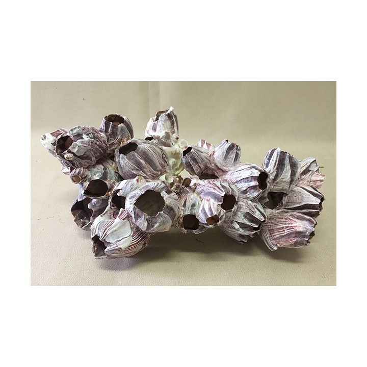 Block of Balanes 25/29cm lot of 1