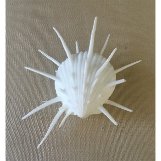 Spondyle Imperialis 8/9cm by 3