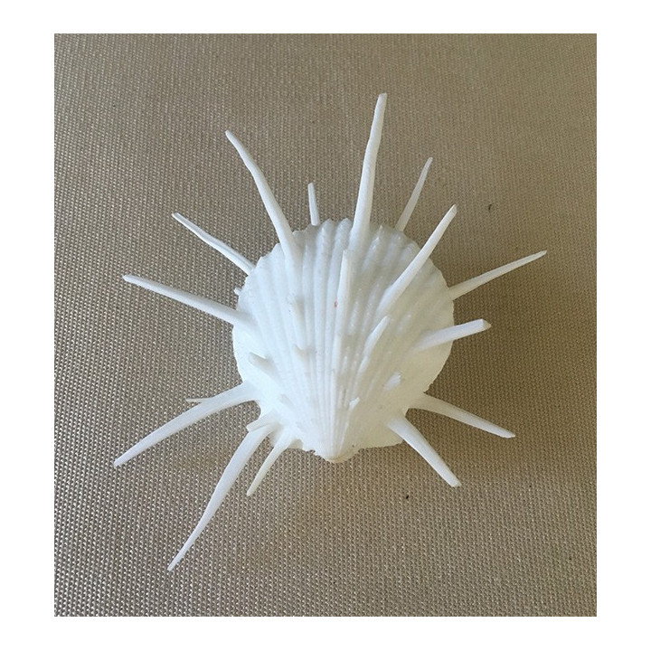 Spondyle Imperialis 8/9cm par 3