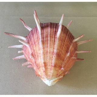 Spondyle Regius 11/14cm par 1