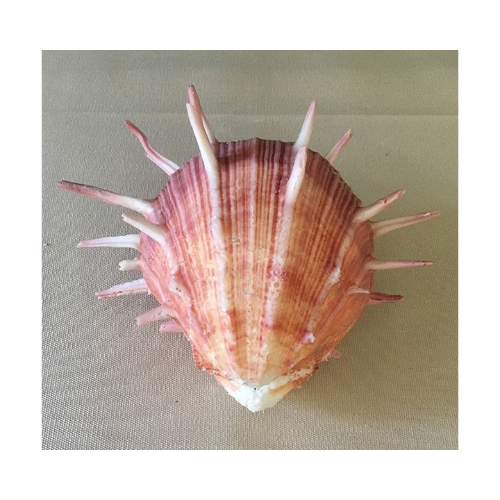 Spondyle Regius 11/14cm by 1