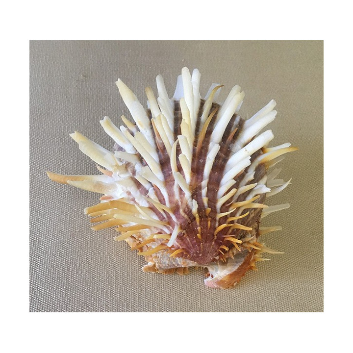 Spondyle 7/8cm par 3