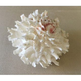 Chama Lazarus 7/10cm by 6