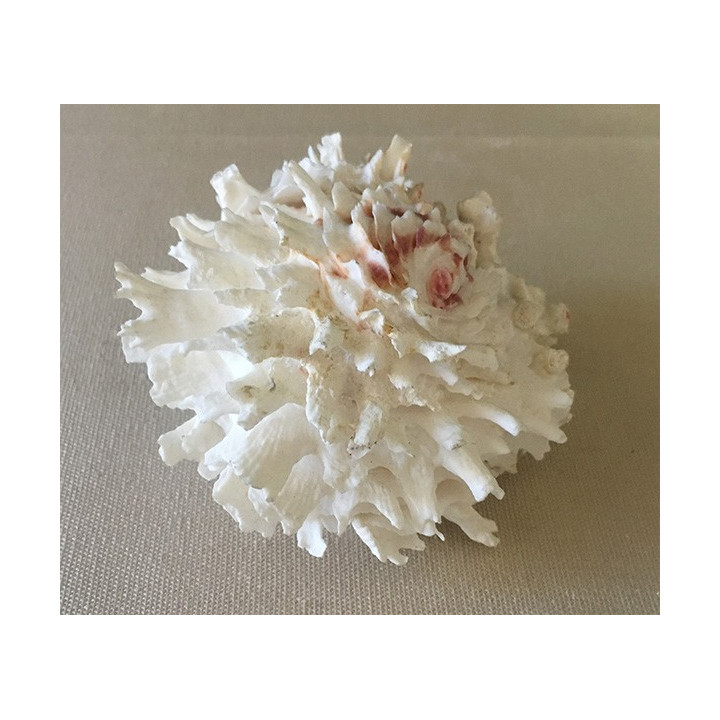 Chama Lazarus 7/10cm by 6